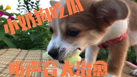 主人吃瓜狗吃瓜皮视频,主人与狗狗共享吃瓜乐趣