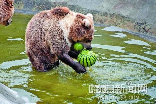 一堆动物吃瓜吵架视频,瓜田里的欢乐与争吵