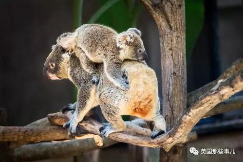 一堆动物吃瓜吵架视频,瓜田里的欢乐与争吵