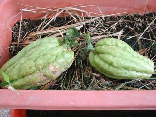 诡异植物吃瓜视频,揭秘诡异吃瓜视频背后的真相