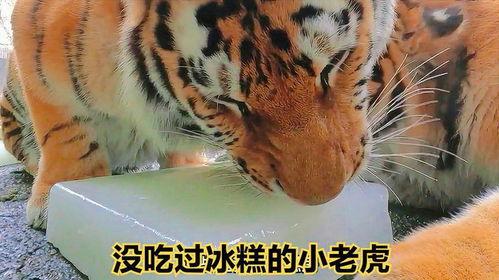 小老虎无忧吃瓜视频大全,欢乐视频大全集锦