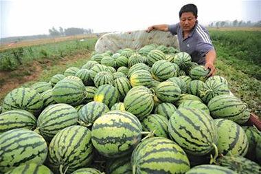 卖瓜吃瓜现场视频素材下载,卖瓜吃瓜，趣味横生的市井百态