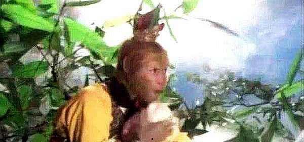 悟空吃佛手瓜视频,趣味烹饪大揭秘！