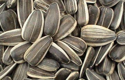 葵瓜不去籽可以吃吗视频,揭秘食用葵瓜的真相