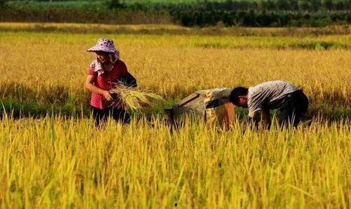 农民爷爷吃瓜视频,欢乐瞬间引网友热议