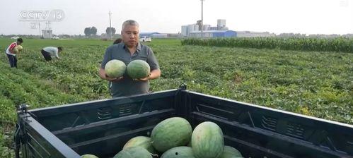 河北关于吃瓜视频的新闻