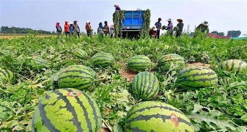 河北关于吃瓜视频的新闻