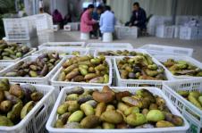 湖北恩施吃瓜事件视频,一场引发热议的街头冲突瞬间