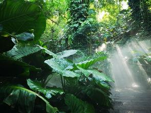 云门山植物园吃瓜事件视频,一场引发热议的公共道德风波