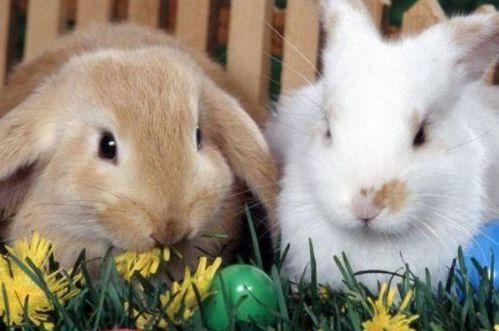 兔子可以吃羊瓜嘛视频教程,兔子适宜食用羊瓜的详细解析与教程