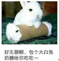 兔子可以吃羊瓜嘛视频教程,兔子适宜食用羊瓜的详细解析与教程