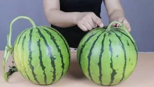 吃瓜新鲜搞笑奇葩视频,笑料百出！盘点那些让人捧腹大笑的吃瓜视频