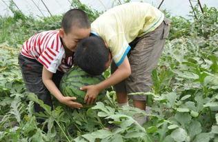 砀山县吃瓜事件真相视频,揭秘背后真相与争议