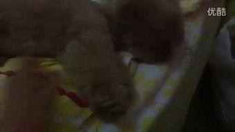 姐姐吃瓜吃菜的视频,瓜菜盛宴，尽享味蕾盛宴