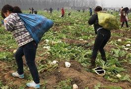 河南农民吃瓜视频,共享丰收喜悦