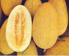 二胖吃哈密瓜的视频,哈密瓜盛宴尽享甜蜜时光