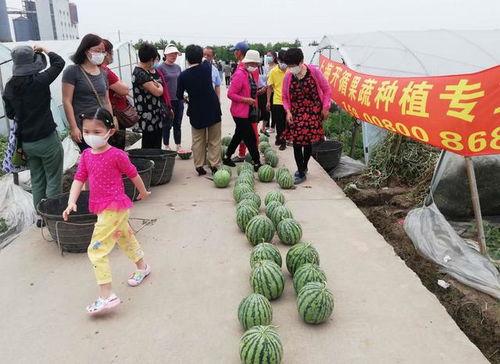 不参与吃瓜视频的原因是,揭秘不参与视频背后的真实原因