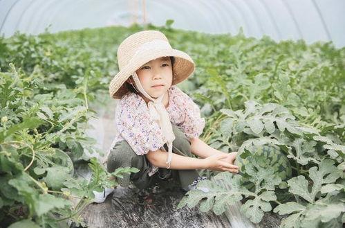 不参与吃瓜视频的原因是,揭秘不参与视频背后的真实原因