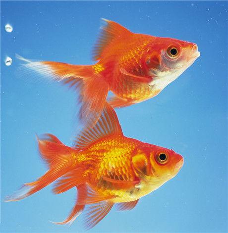 金鱼脆瓜怎么吃才好吃视频,视频教你轻松解锁脆瓜新吃法