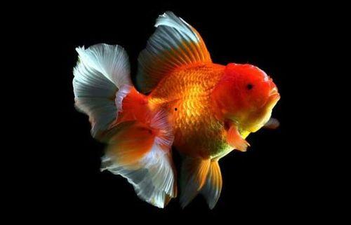 金鱼脆瓜怎么吃才好吃视频,视频教你轻松解锁脆瓜新吃法