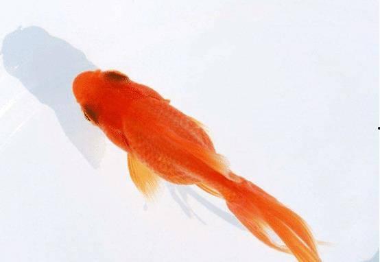 金鱼脆瓜怎么吃才好吃视频,视频教你轻松解锁脆瓜新吃法