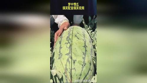 吃瓜搞怪配音视频素材大全,吃瓜搞怪素材大盘点