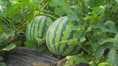 余姚吃瓜视频,揭秘当地美食文化背后的故事