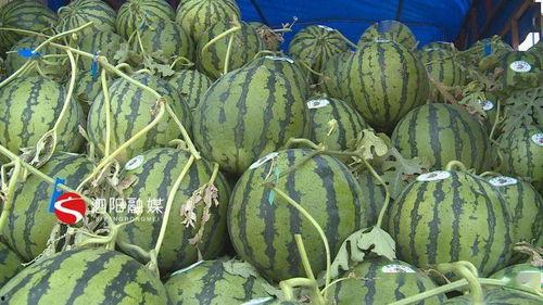 江苏宿迁吃瓜事件视频最新,一场引发热议的街头冲突瞬间