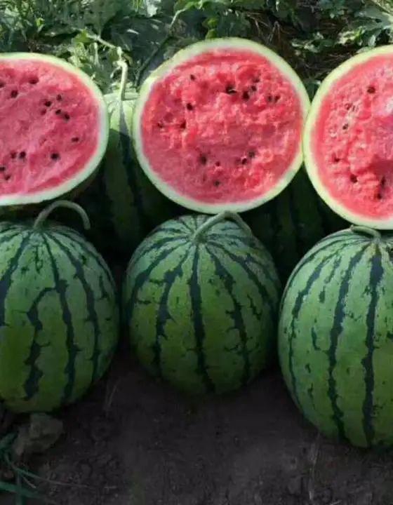 新乐最新吃瓜事件视频播放