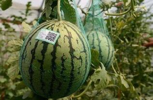 新乐最新吃瓜事件视频播放