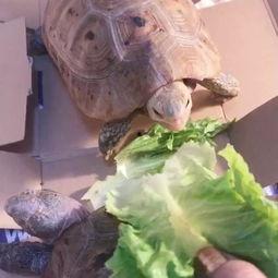 缅甸视频吃瓜,一场视觉与味蕾的双重盛宴