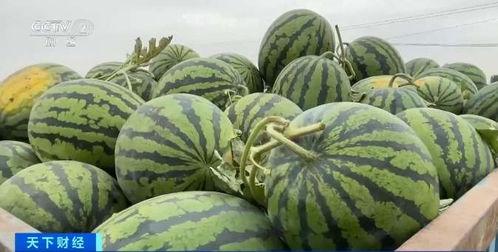 介休今年吃瓜事件视频,一场网络热议背后的真相揭秘