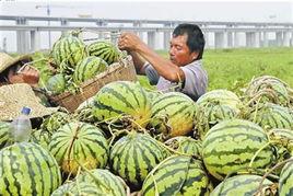 介休今年吃瓜事件视频,一场网络热议背后的真相揭秘