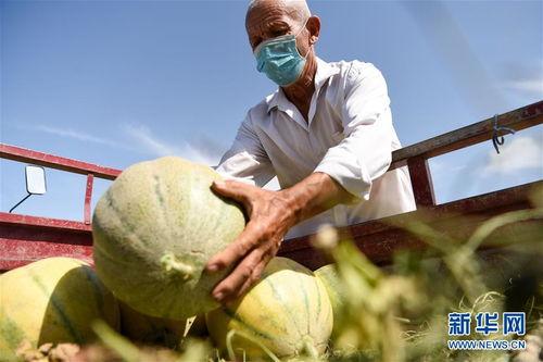 吃新疆老汉瓜视频,舌尖上的新疆风情