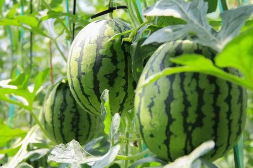 农民免费吃瓜视频大全,农民共享丰收喜悦视频大盘点