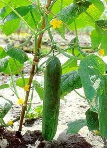 唐山玉田花店最新吃瓜视频,最新视频揭秘花店幕后故事