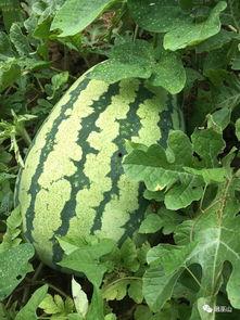 啥叫吃瓜视频啊图片大全,网络娱乐的趣味盛宴