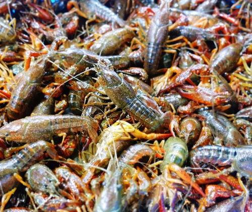 吃鸡麻瓜虾视频,趣味十足，快来围观！