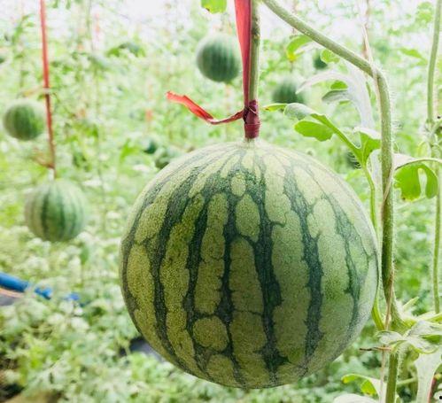 抚州吃瓜事情视频曝光,真相与争议交织