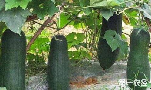 三疯在老家吃小瓜视频大全,一场视觉与味蕾的双重盛宴