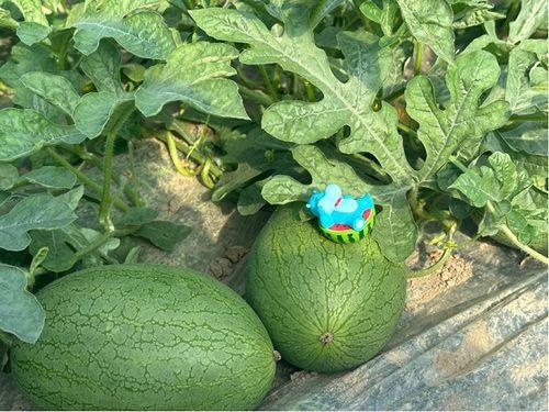 三疯在老家吃小瓜视频大全,一场视觉与味蕾的双重盛宴