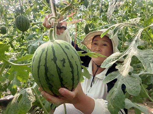 三疯在老家吃小瓜视频大全,一场视觉与味蕾的双重盛宴