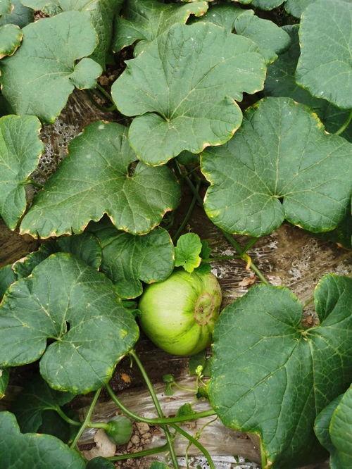 群众安静吃瓜视频下载,揭秘群众安静吃瓜视频背后的故事