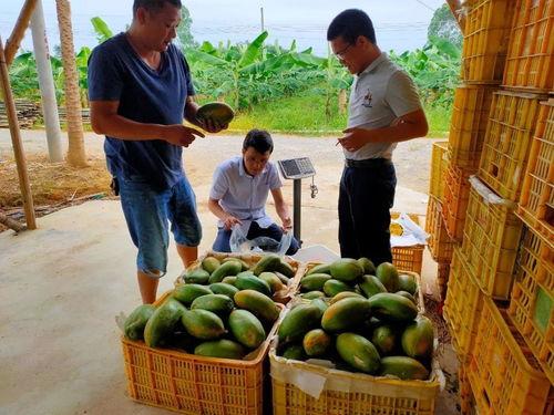 群众安静吃瓜视频下载,揭秘群众安静吃瓜视频背后的故事