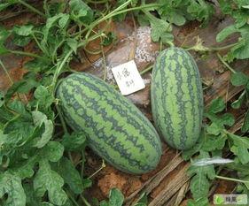 广东小瓜怎么吃最好吃视频,广东小瓜的多样美味吃法揭秘