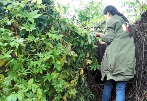 云南人怎么吃小瓜视频讲解,小瓜的独特吃法揭秘