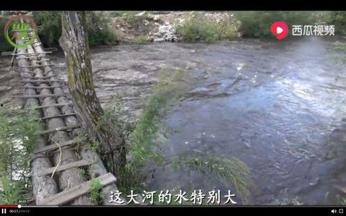 林区大雷吃瓜视频,揭秘神秘林区生活趣事