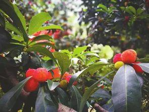 杨梅吃瓜的视频,趣味横生美食对决