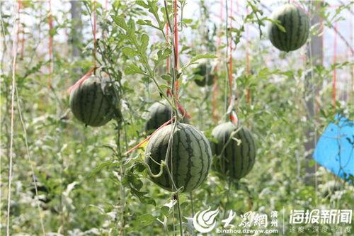 惠民吃瓜视频大全,视频大全带你领略人间百态