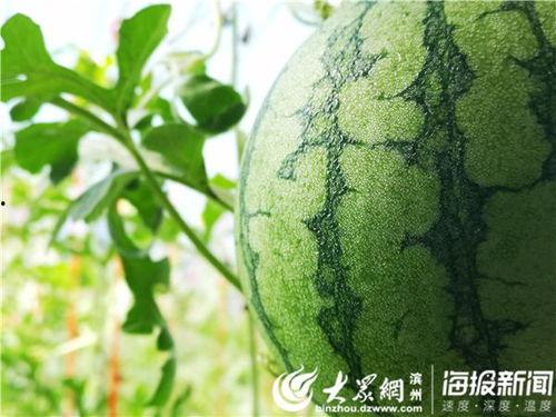 惠民吃瓜视频大全,视频大全带你领略人间百态